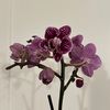 16rachelflores